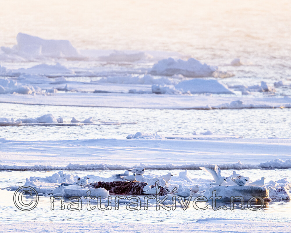 BB_20220418_0185 / Larus hyperboreus / Polarmåke <br /> Pagophila eburnea / Ismåke