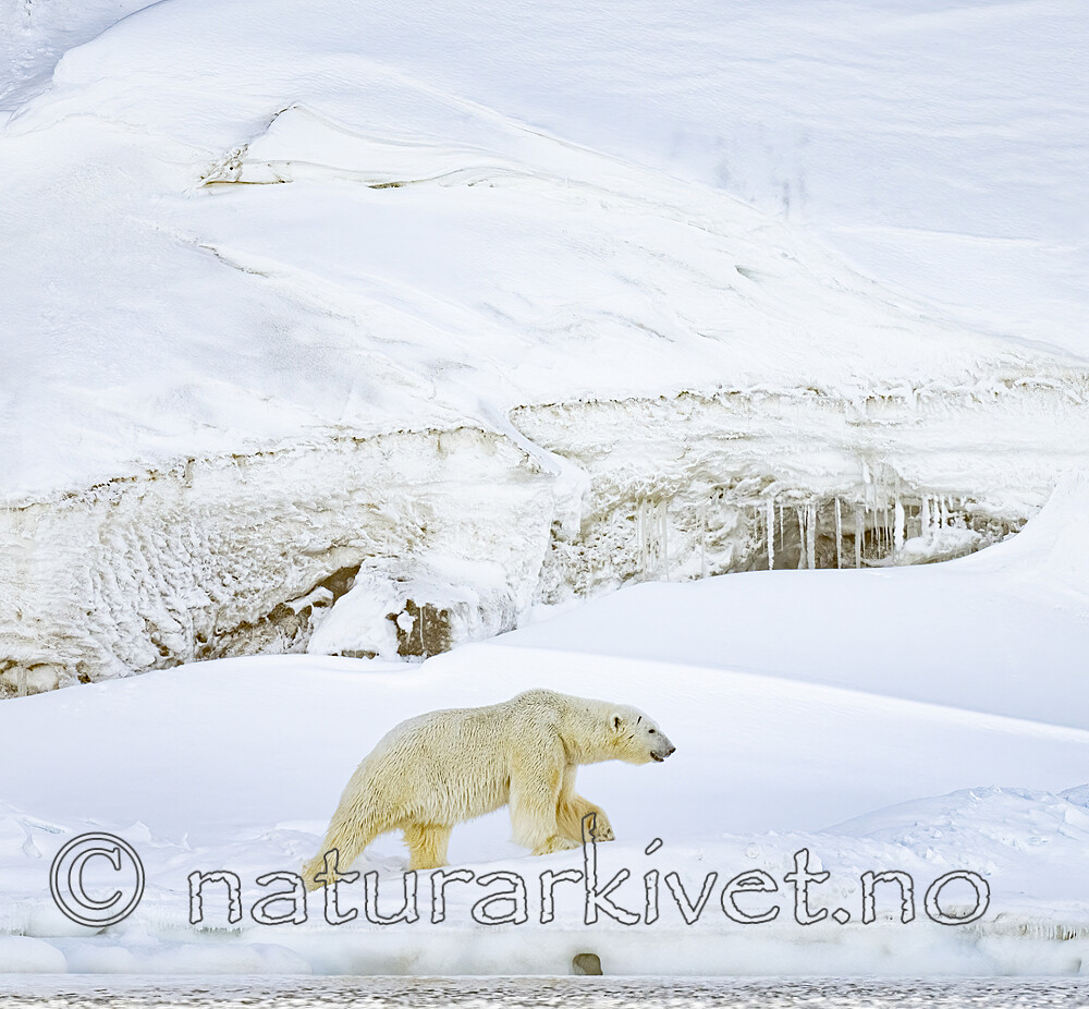 BB_20220419_0327-SharpenAI-Focus / Ursus maritimus / Isbjørn