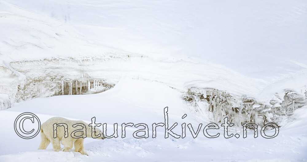 BB_20220419_0340 / Ursus maritimus / Isbjørn