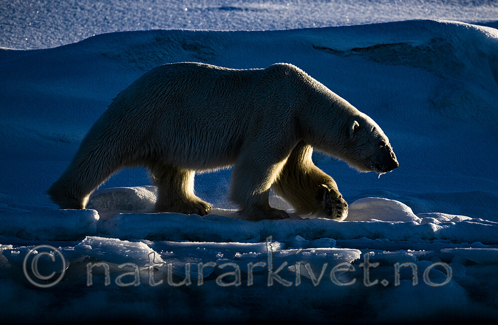 BB_20220419_0957 / Ursus maritimus / Isbjørn