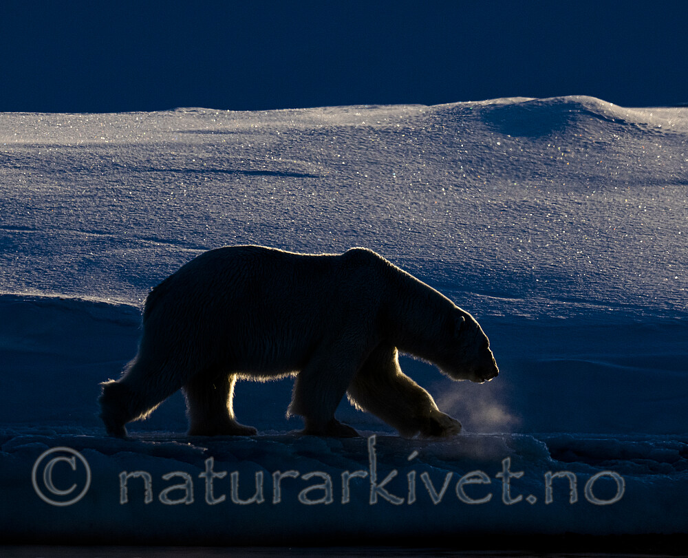 BB_20220419_1408 / Ursus maritimus / Isbjørn
