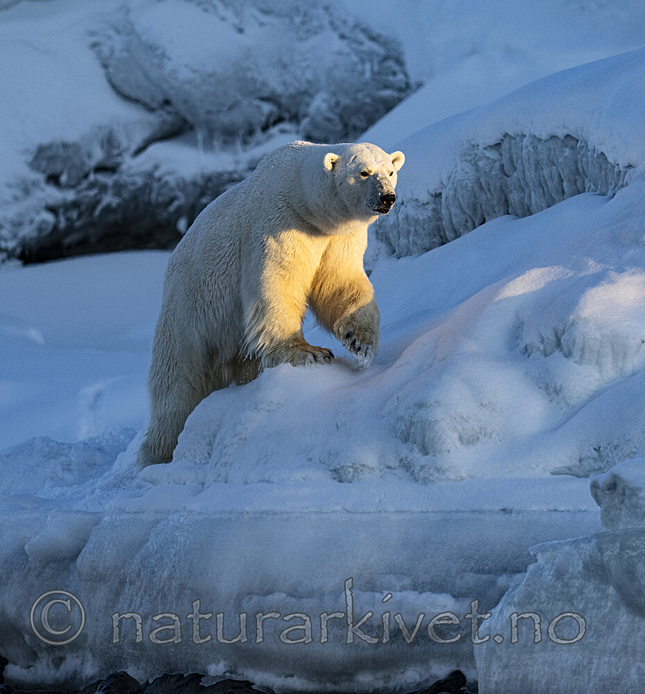 BB_20220419_1683 / Ursus maritimus / Isbjørn