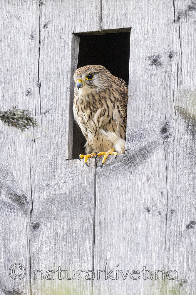 BB_20220605_0053 / Falco tinnunculus / Tårnfalk