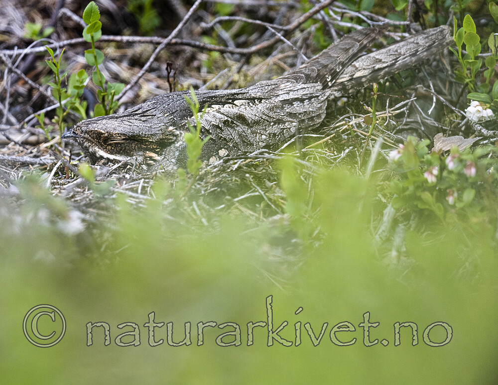 BB_20220612_0034 / Caprimulgus europaeus / Nattravn