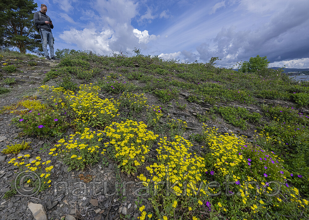 BB_20220616_0009-SharpenAI-Focus / Senecio squalidus / Steinsvineblom