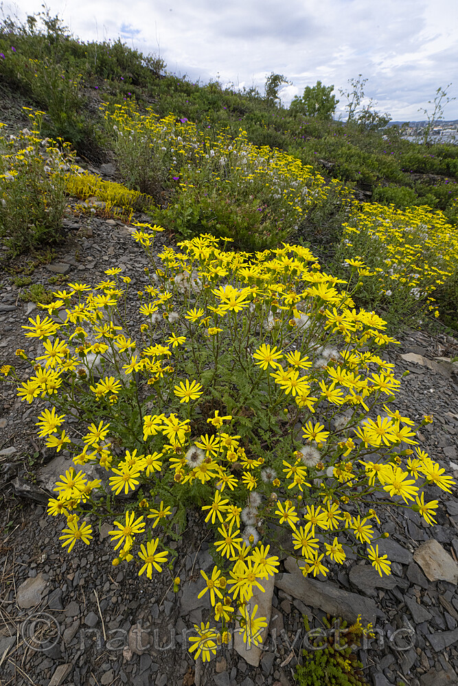 BB_20220621_0090 / Senecio squalidus / Steinsvineblom