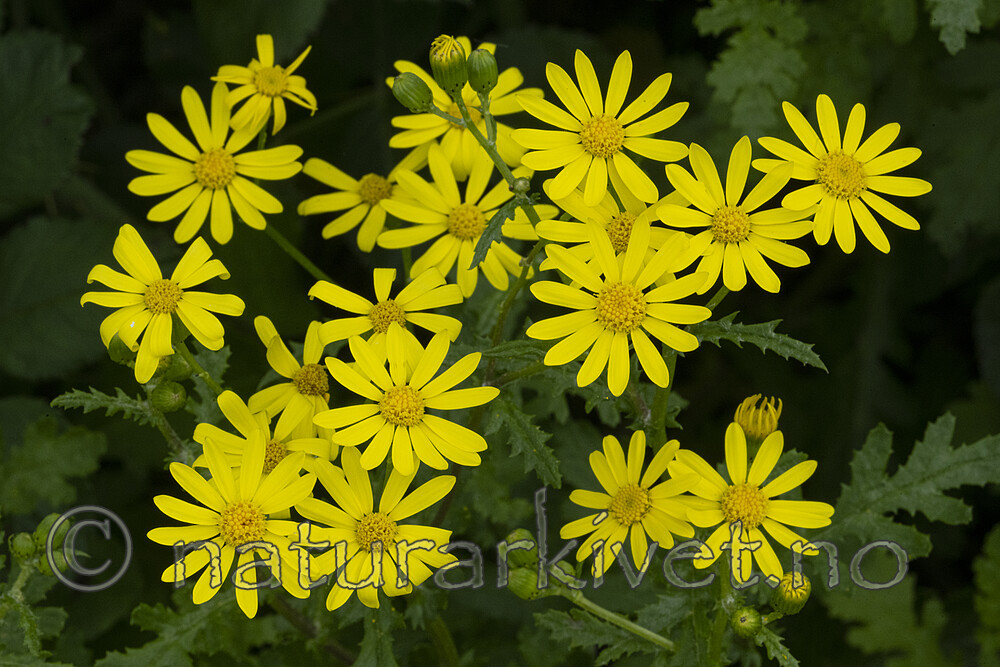 BB_20220621_0095 / Senecio squalidus / Steinsvineblom