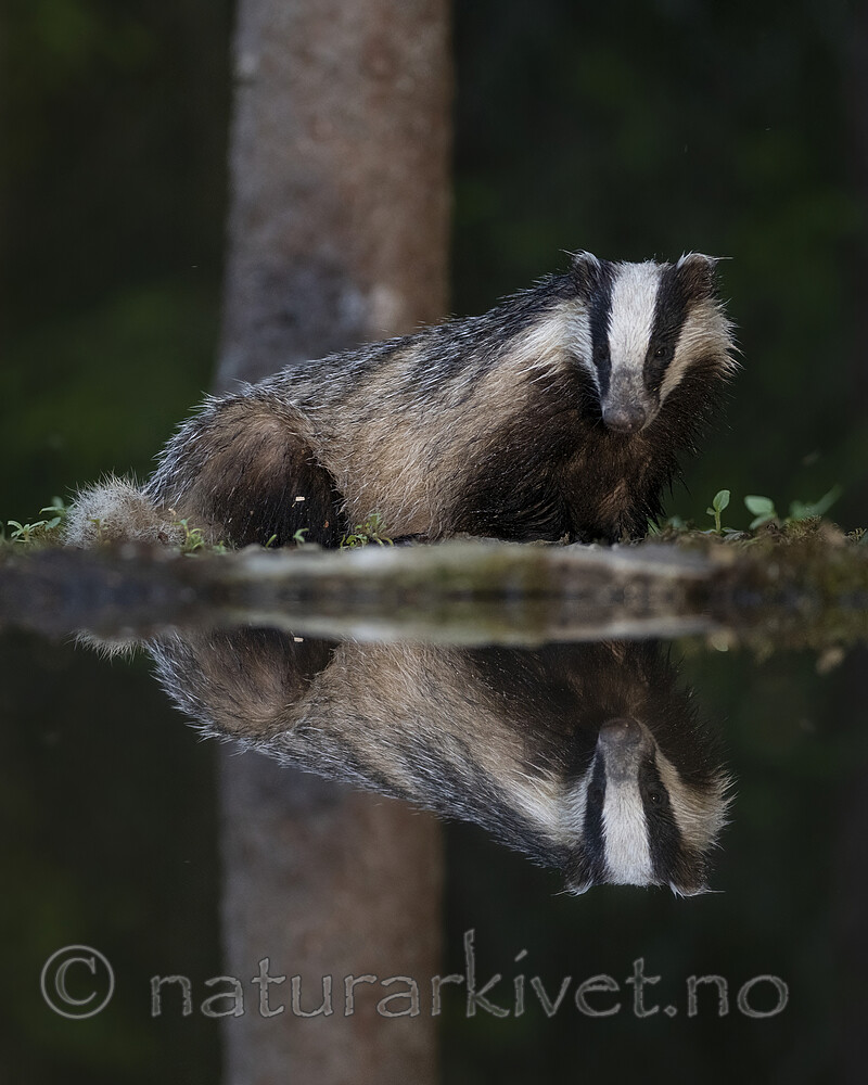 BB_20220630_0019-SharpenAI-Focus / Meles meles / Grevling