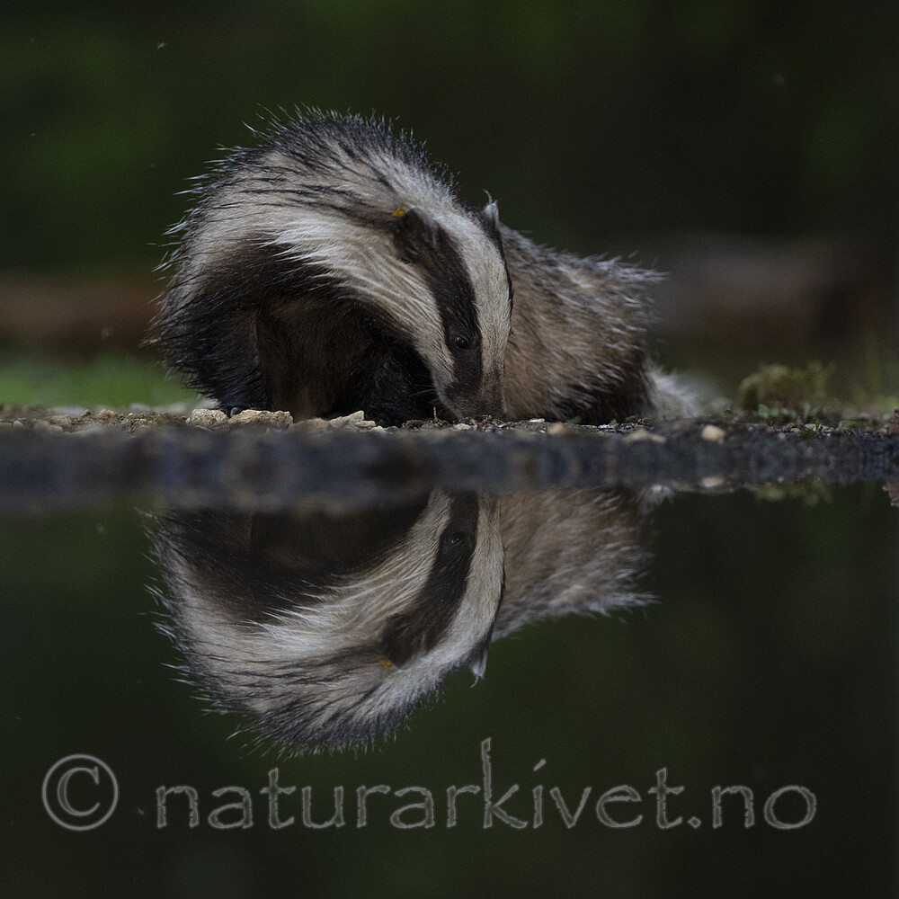 BB_20220630_0058 / Meles meles / Grevling