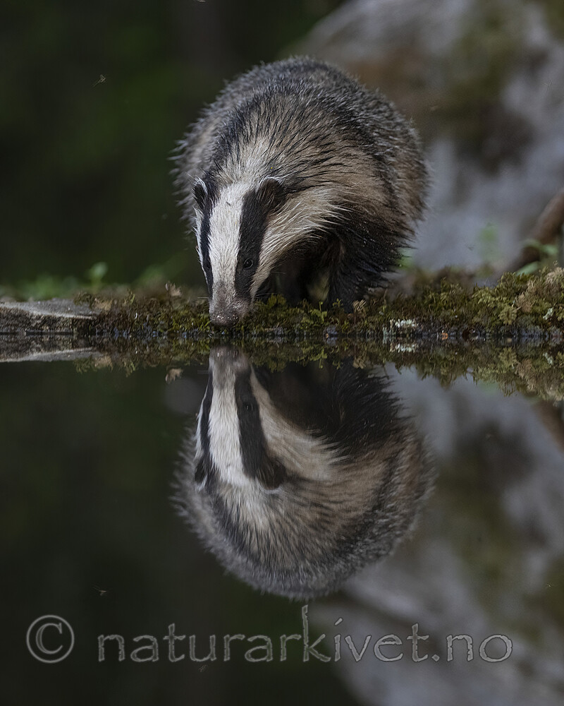 BB_20220630_0063-SharpenAI-Focus / Meles meles / Grevling