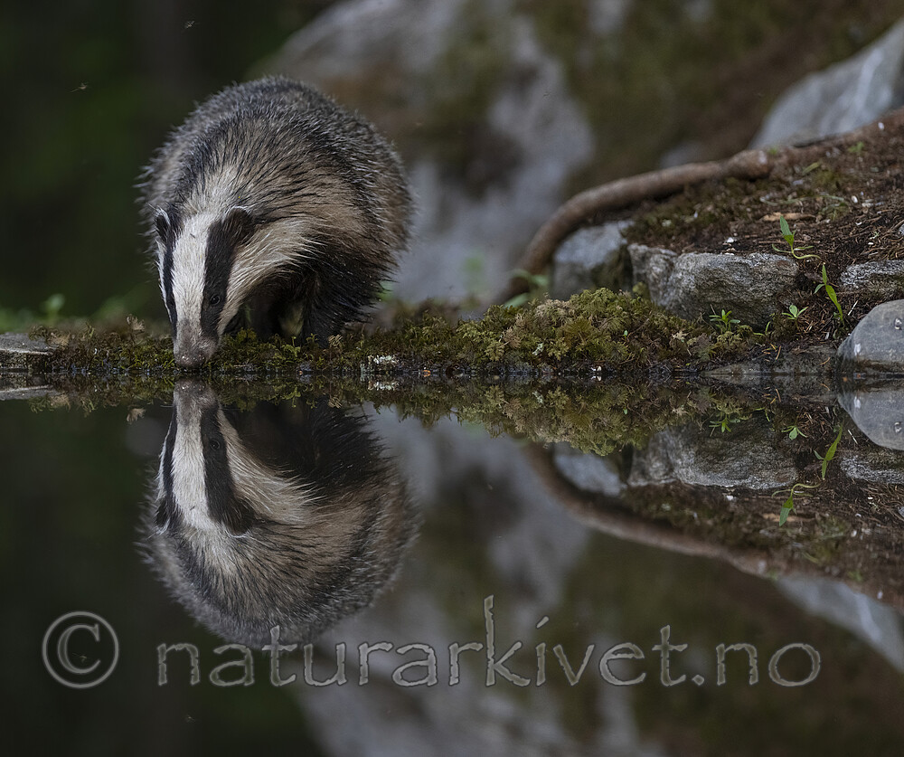 BB_20220630_0064-SharpenAI-Focus / Meles meles / Grevling