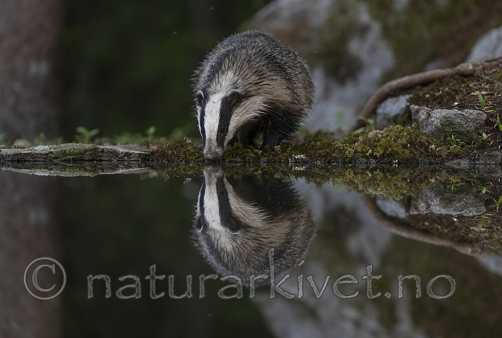 BB_20220630_0065-SharpenAI-Focus / Meles meles / Grevling