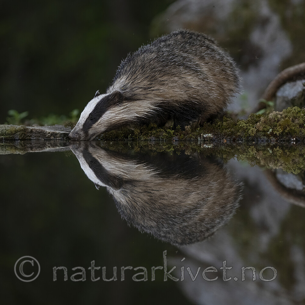 BB_20220630_0066-SharpenAI-Focus / Meles meles / Grevling