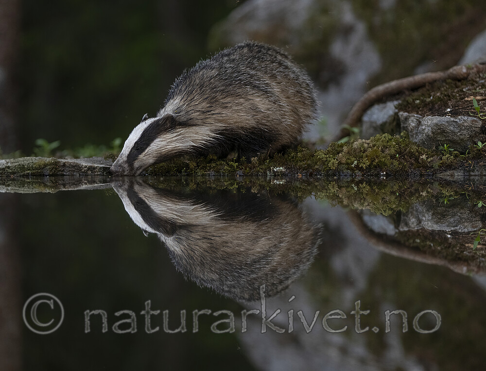 BB_20220630_0069-SharpenAI-Focus / Meles meles / Grevling