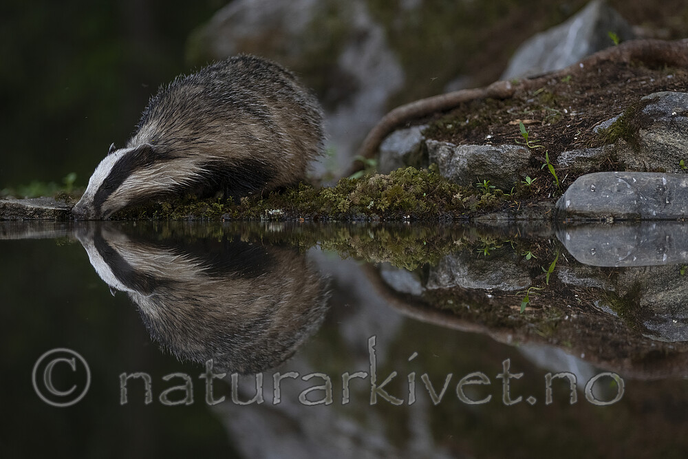 BB_20220630_0071-SharpenAI-Focus / Meles meles / Grevling