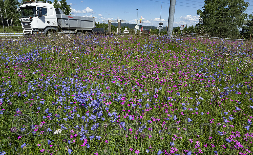 BB_20220630_0359 / Campanula rotundifolia / Blåklokke <br /> Dianthus deltoides / Engnellik