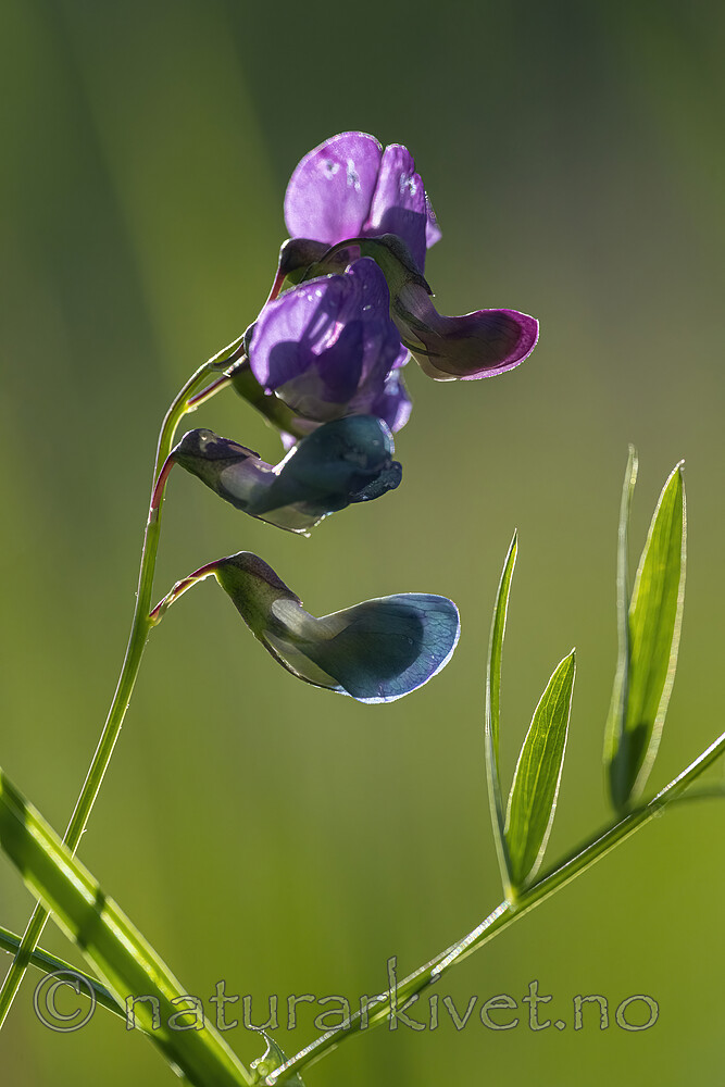 BB_20220703_0018 / Lathyrus palustris / Myrflatbelg