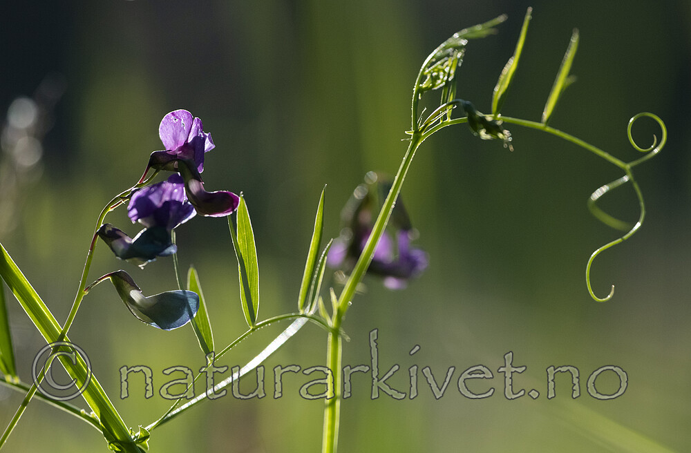 BB_20220703_0027 / Lathyrus palustris / Myrflatbelg