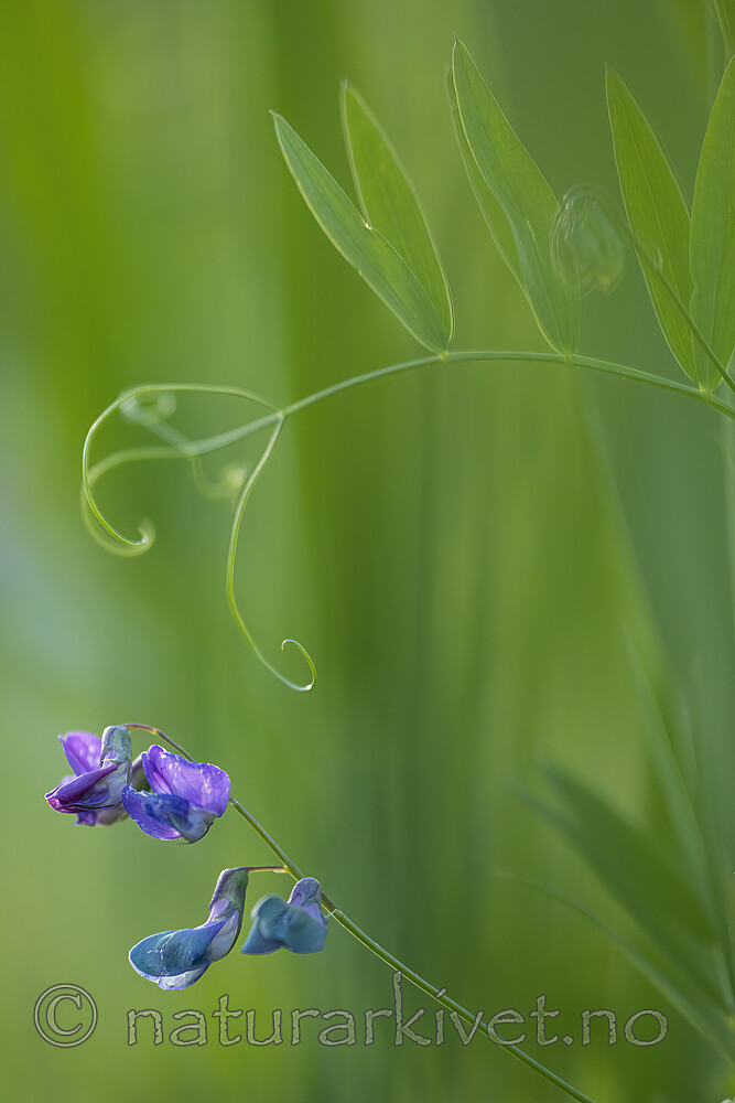 BB_20220703_0035 / Lathyrus palustris / Myrflatbelg