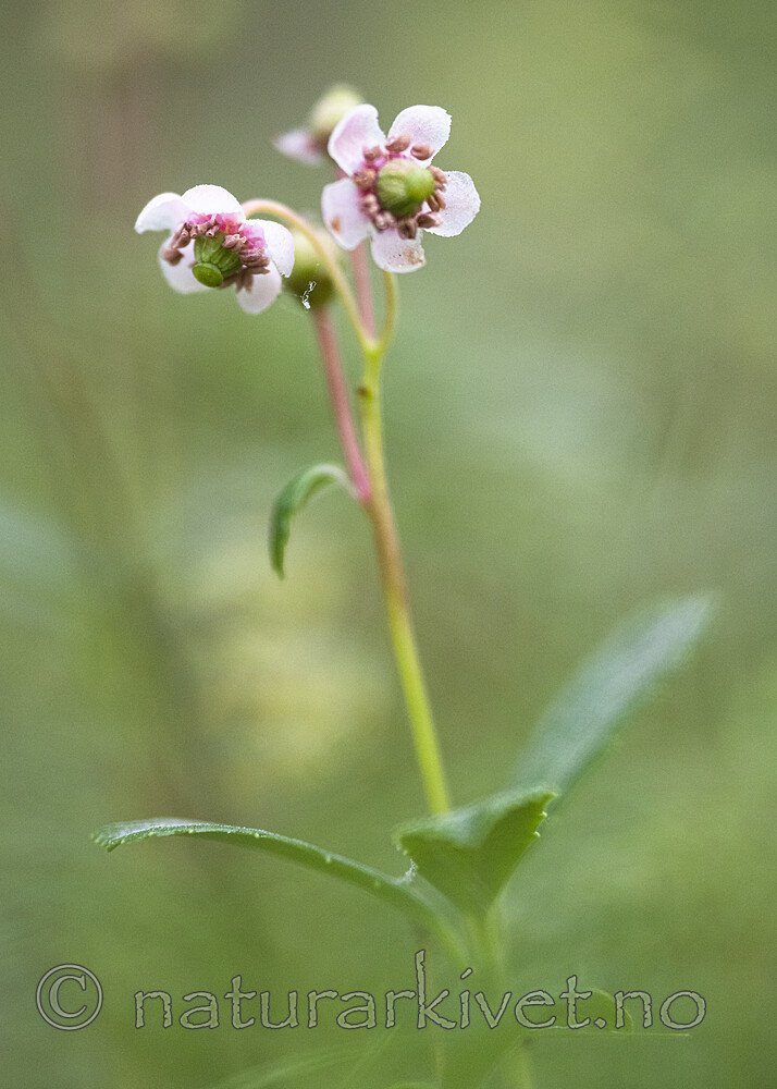 BB_20220720_0024 / Chimaphila umbellata / Bittergrønn