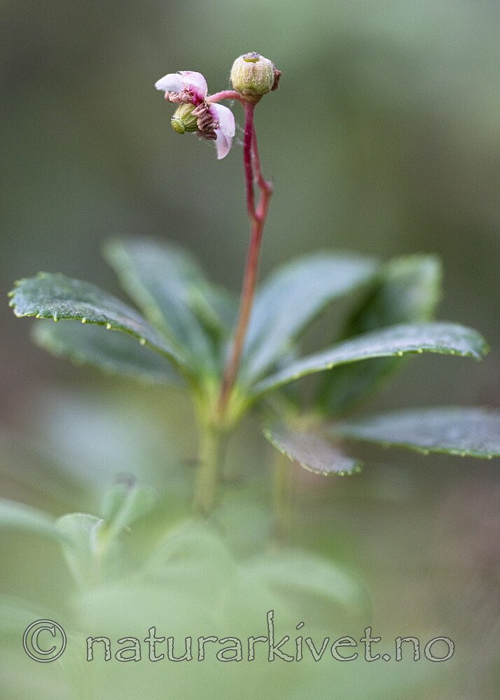 BB_20220720_0030 / Chimaphila umbellata / Bittergrønn