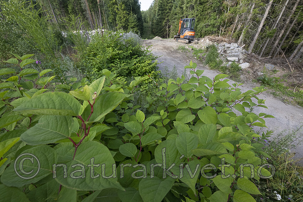 BB_20220728_0048 / Reynoutria japonica / Parkslirekne