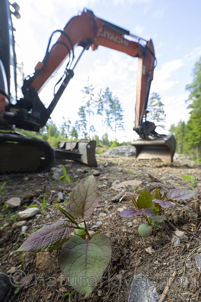 BB_20220728_0060 / Reynoutria japonica / Parkslirekne