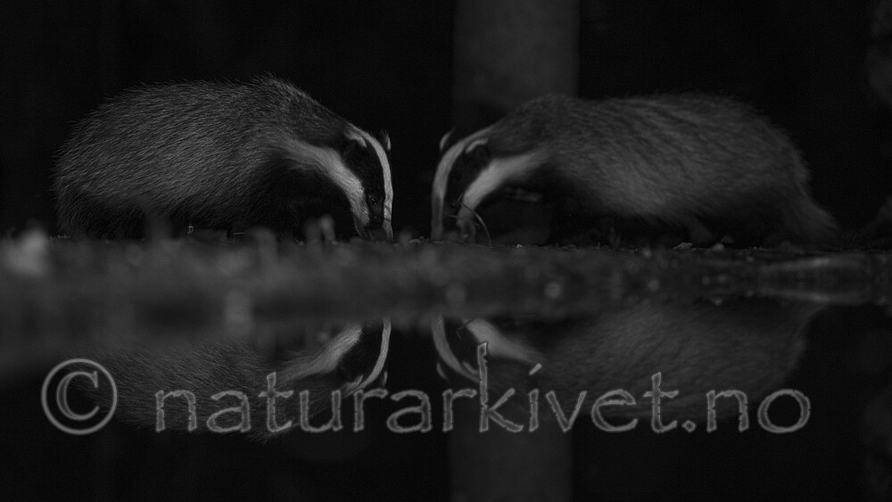 BB_20220730_0282-2 / Meles meles / Grevling