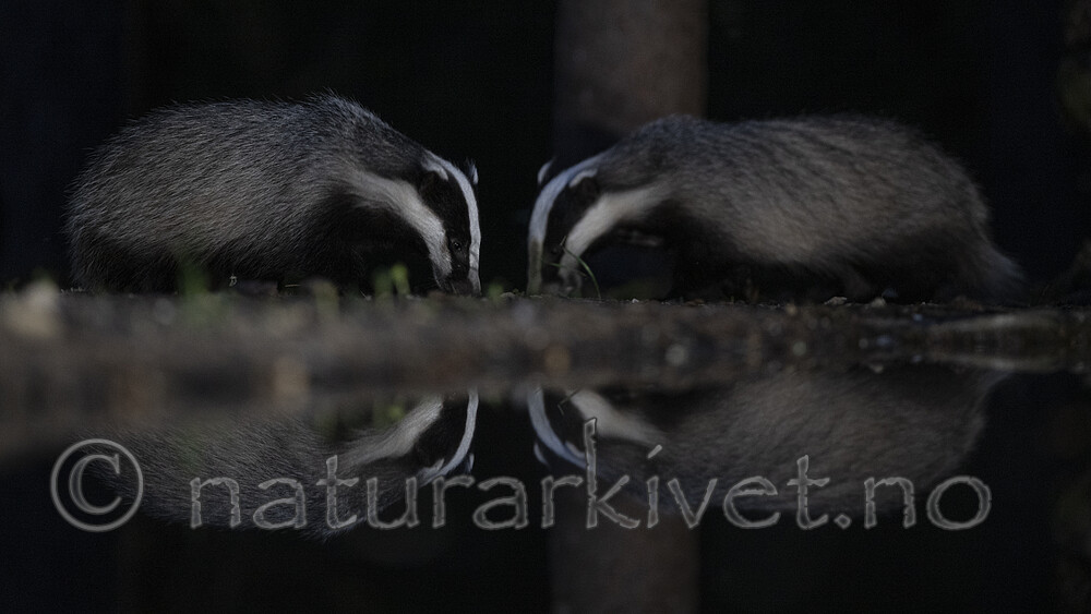 BB_20220730_0282 / Meles meles / Grevling