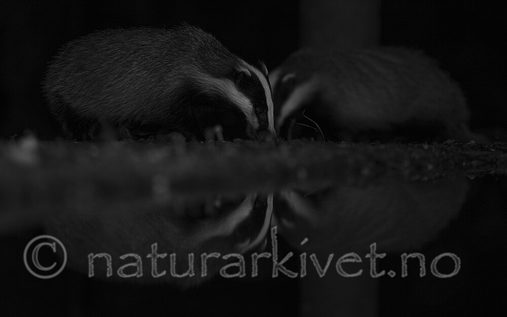 BB_20220730_0298 / Meles meles / Grevling