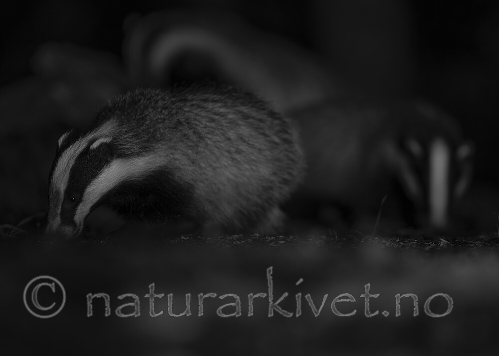 BB_20220730_0319-SharpenAI-Focus / Meles meles / Grevling