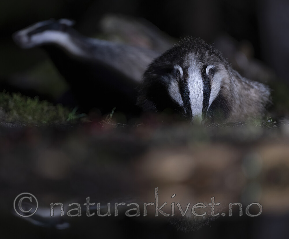 BB_20220730_0357-SharpenAI-Focus / Meles meles / Grevling