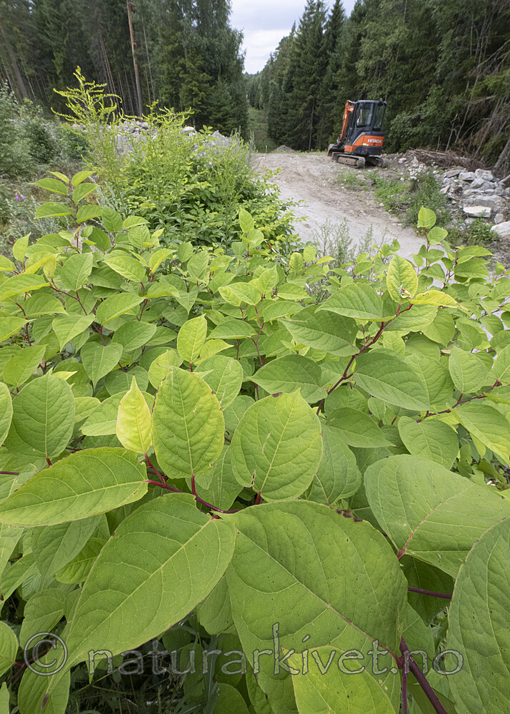 BB_20220731_0152 / Reynoutria japonica / Parkslirekne