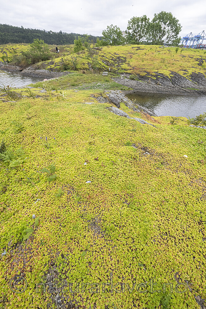 BB_20220802_0003 / Phedimus spurius / Gravbergknapp