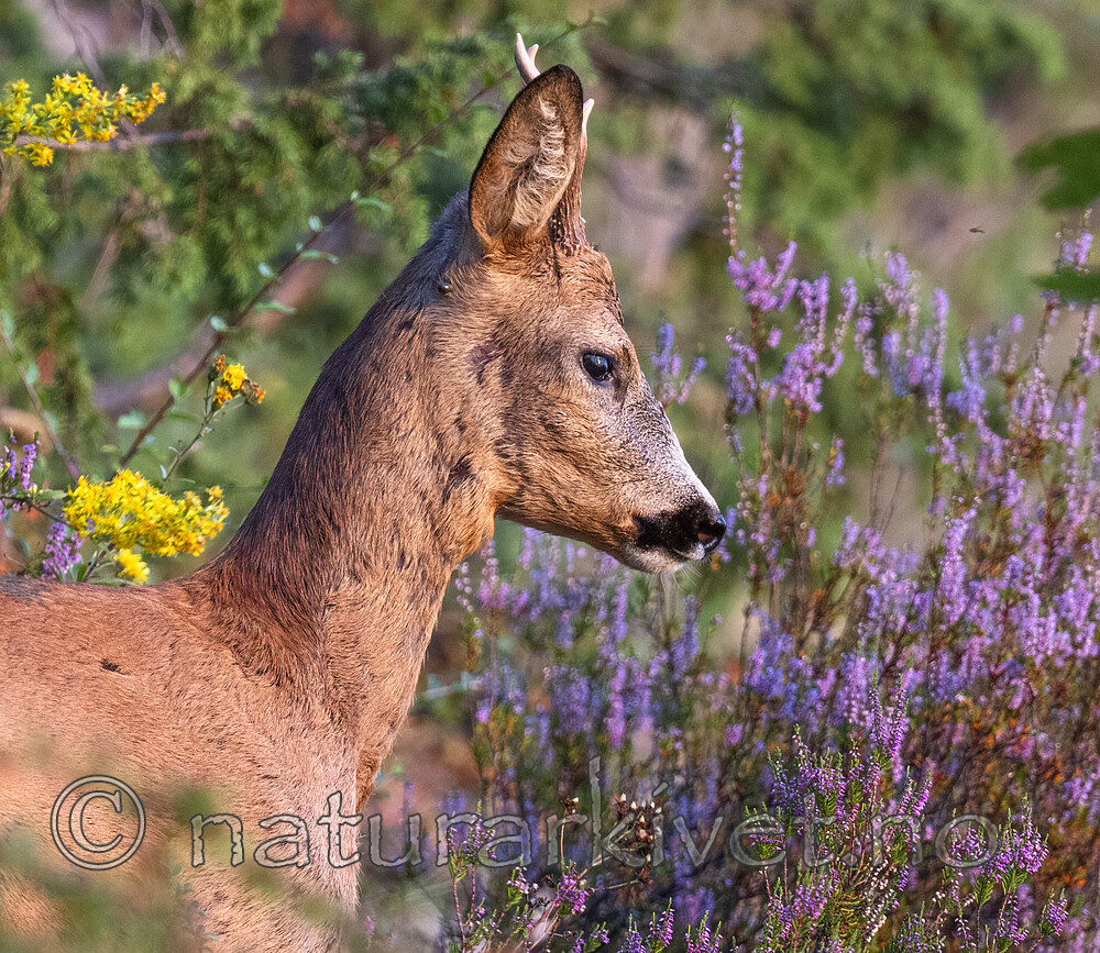 BB_20220819_0243 / Capreolus capreolus / Rådyr