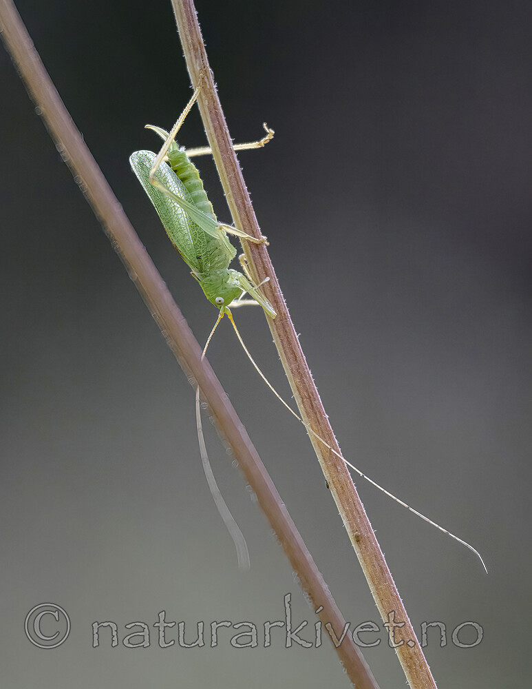 BB_20220902_0005-SharpenAI-Focus / Meconema thalassinum / Eikegresshoppe
