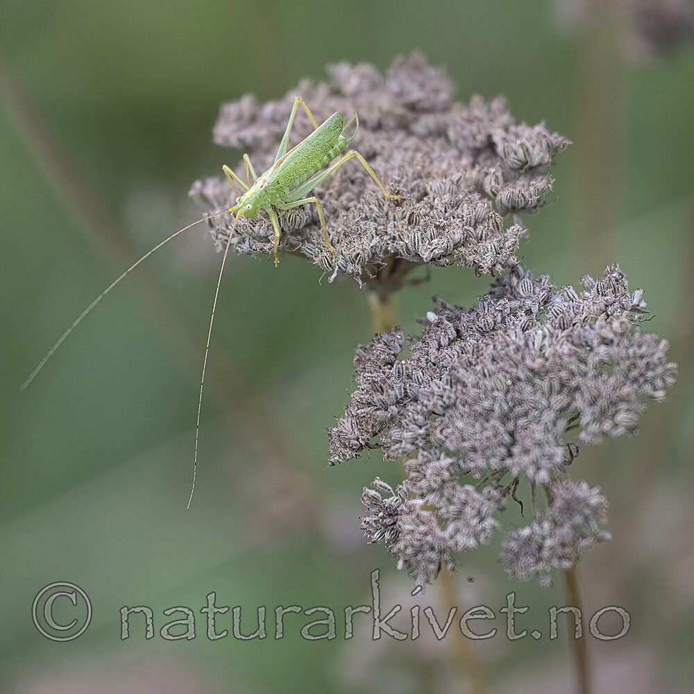 BB_20220902_0009-SharpenAI-Focus / Meconema thalassinum / Eikegresshoppe <br /> Seseli libanotis / Hjorterot