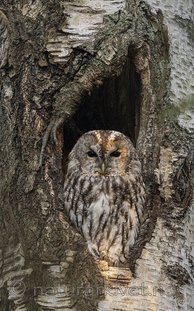 BB_20220905_0025 / Betula pubescens / Bjørk <br /> Strix aluco / Kattugle