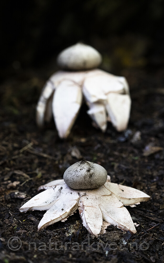 BB_20220925_0019 / Geastrum rufescens / Rødbrun jordstjerne