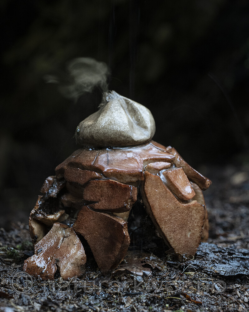 BB_20221013_0018 / Geastrum rufescens / Rødbrun jordstjerne