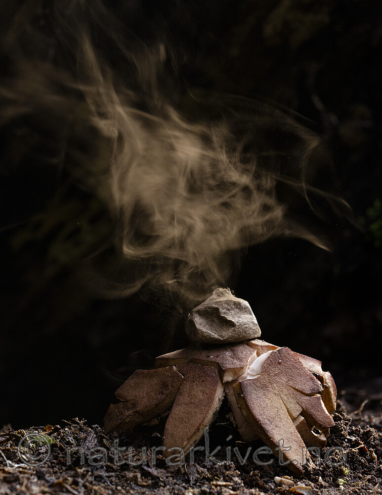 BB_20221014_0040 / Geastrum rufescens / Rødbrun jordstjerne