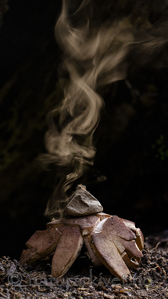 BB_20221014_0045 / Geastrum rufescens / Rødbrun jordstjerne