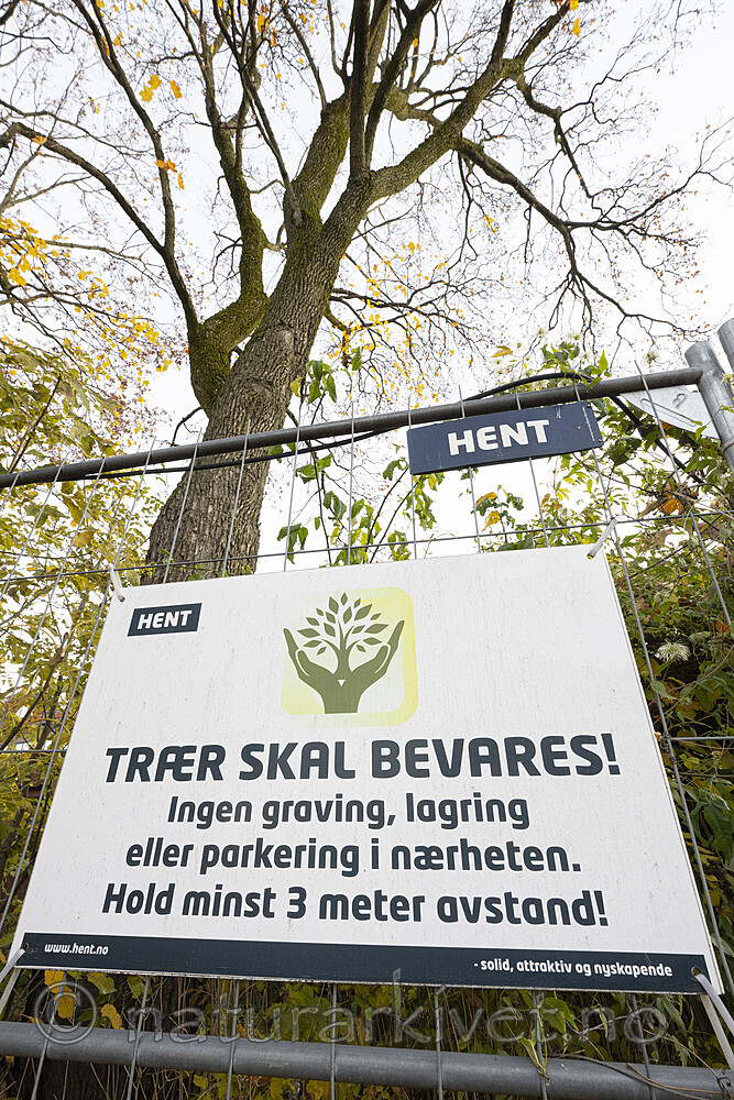 BB_20221019_0002 / Acer platanoides / Spisslønn