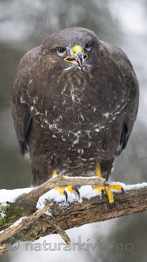 BB_20221209_0023 / Buteo buteo / Musvåk