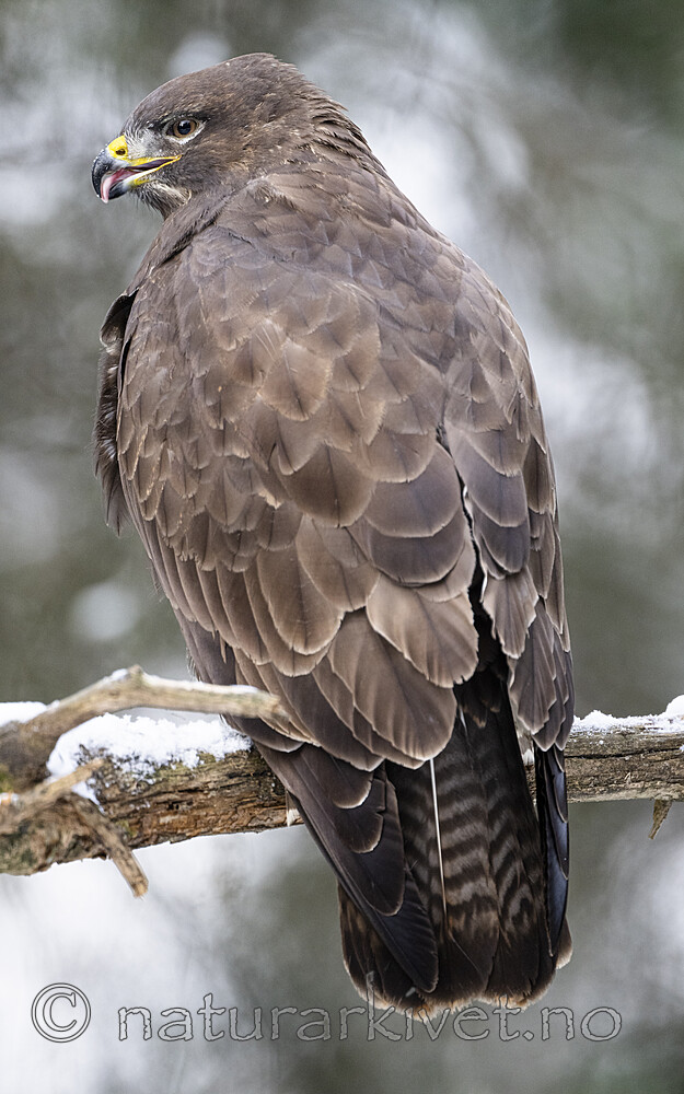 BB_20221209_0032 / Buteo buteo / Musvåk
