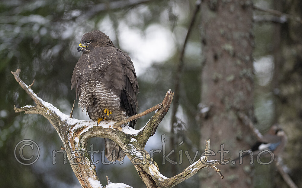 BB_20221209_0142 / Buteo buteo / Musvåk
