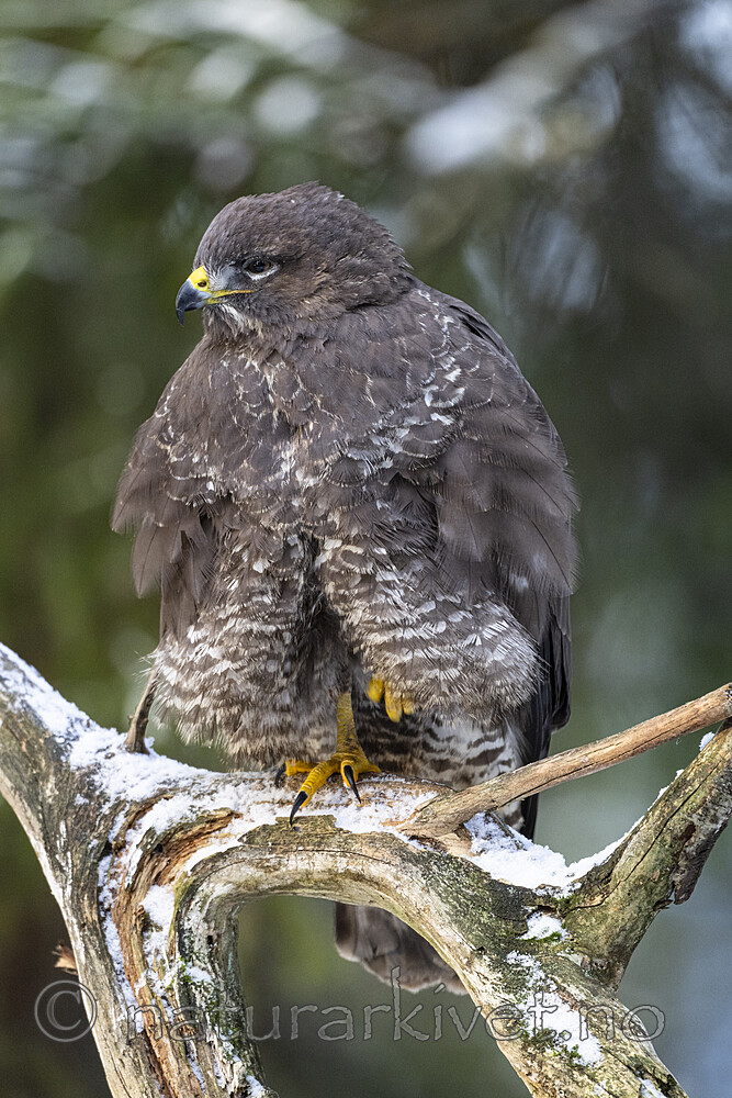 BB_20221209_0167 / Buteo buteo / Musvåk