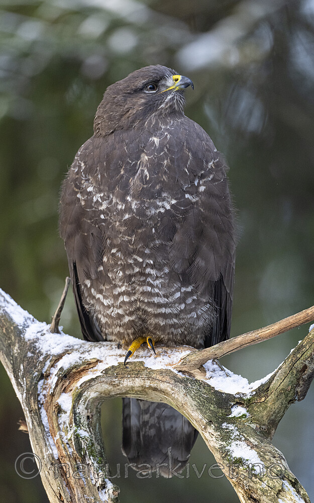 BB_20221209_0172 / Buteo buteo / Musvåk
