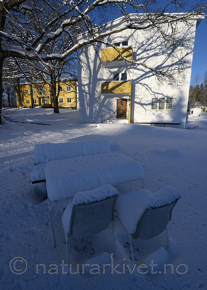 BB_20221218_0010 / Quercus robur / Sommereik