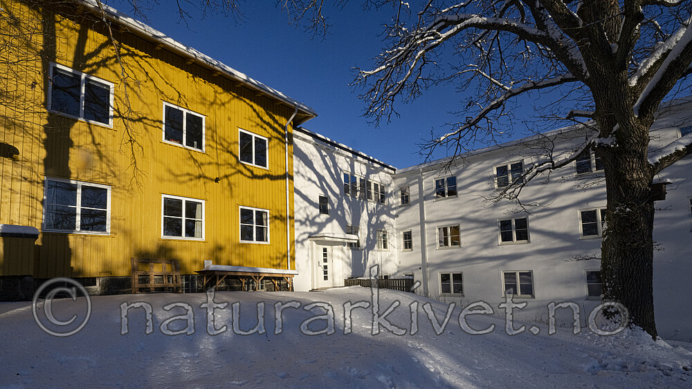 BB_20221218_0038 / Quercus robur / Sommereik